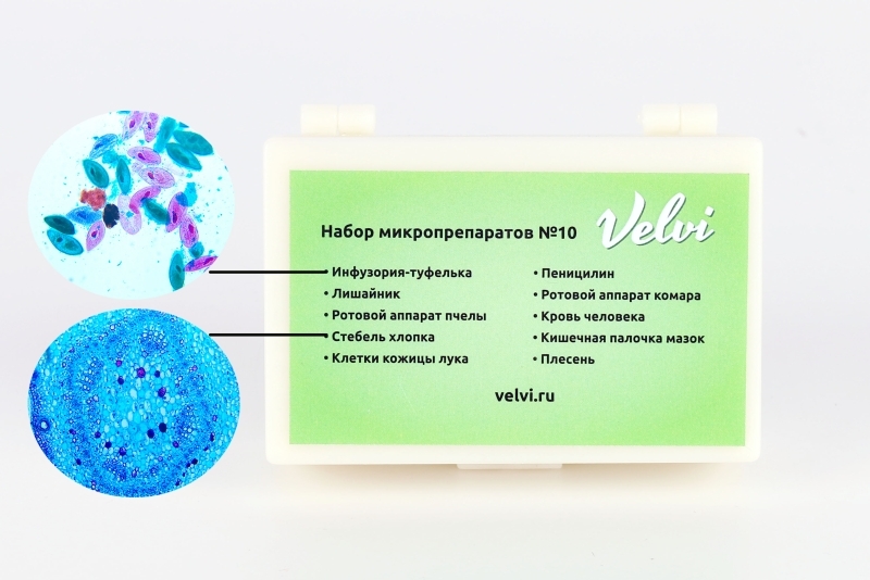 Набор готовых микропрепаратов Velvi №10